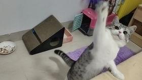 肥猫最新爆料视频,揭秘娱乐圈惊人内幕！  第3张